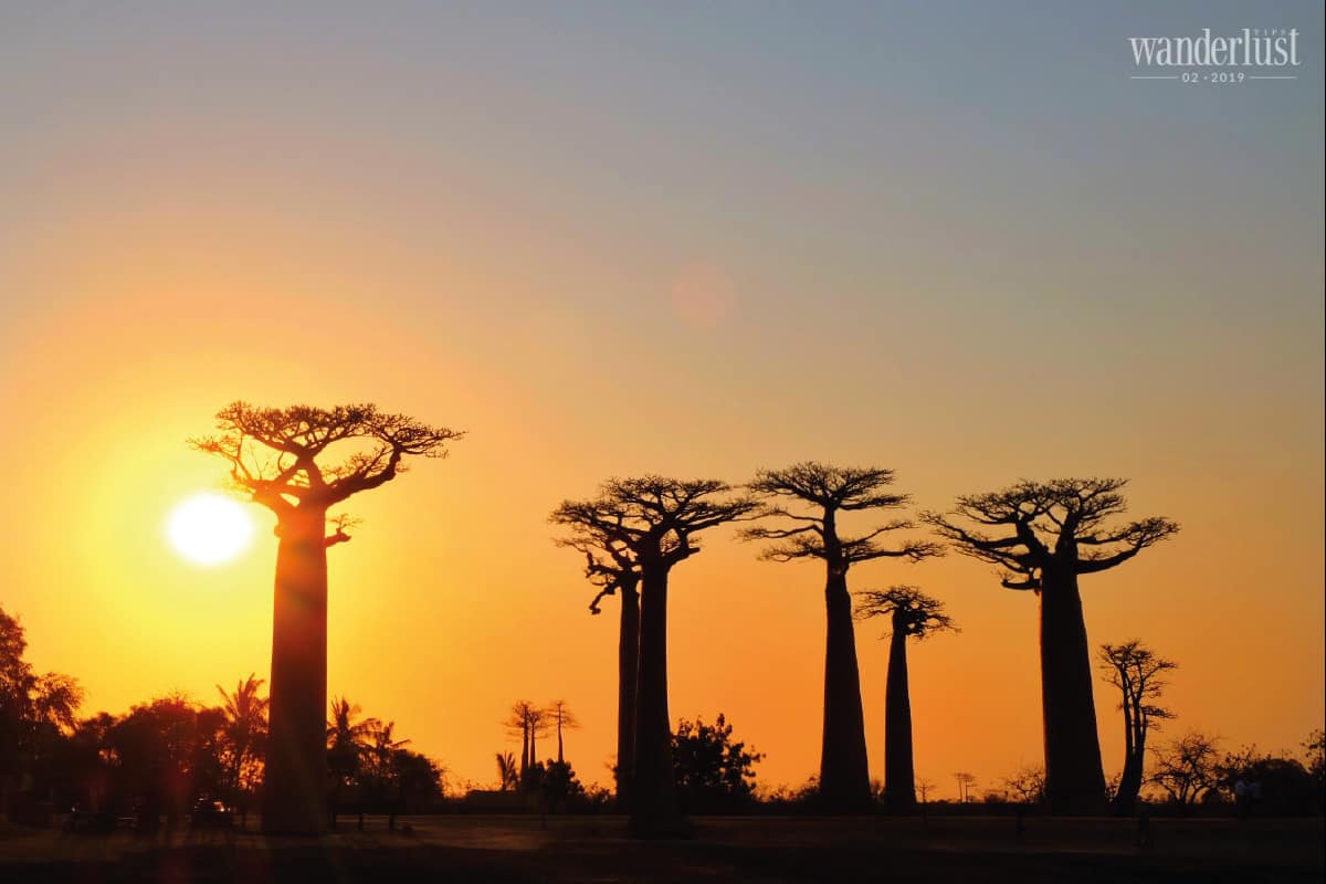 Tạp chí Du lịch Wanderlust Tips Chạm tới giấc mơ Bao Báp - điểm đến