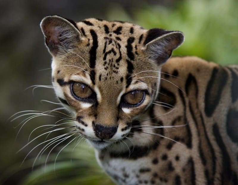 Bạn không được phép mang theo mặt hàng nào khi du lịch Đức? 7 Tạp chí Du lịch Wanderlust Tips Bạn không được phép mang theo mặt hàng nào khi du lịch Đức?