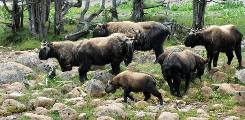 Tạp chí Du lịch Wanderlust Tips Cẩm nang để có chuyến du lịch Bhutan hoàn hảo