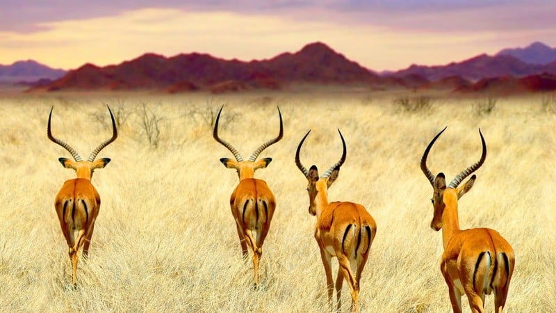 Tạp chí Du lịch Wanderlust Tips | Đi tìm vẻ đẹp hoang dã trong lòng Namibia 