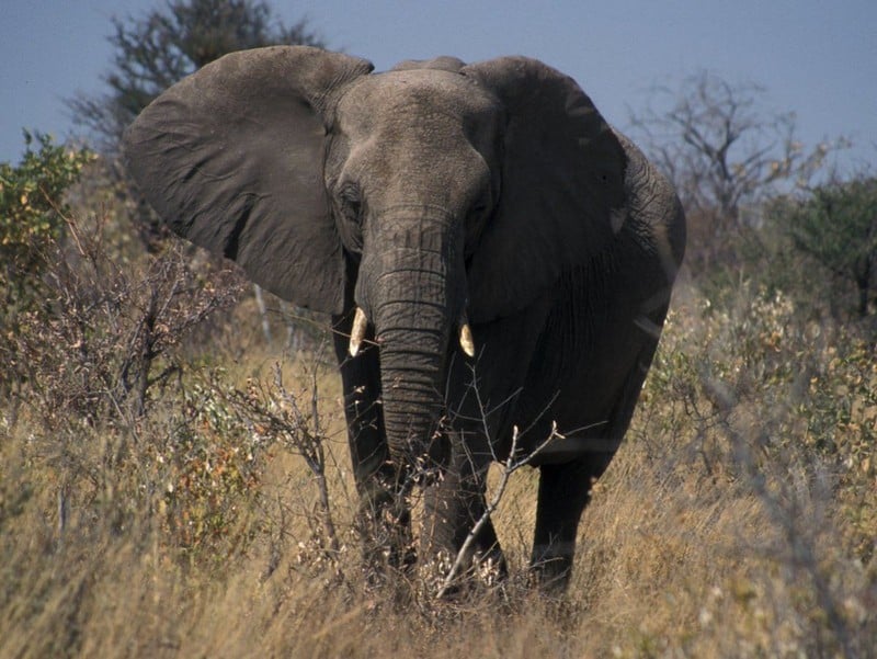 Du lịch Ethiopia vén màn vùng đất bí ẩn 15 Tạp chí Du lịch Wanderlust Tips Đi du lịch Ethiopia vén màn vùng đất bí ẩn