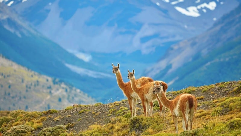 Tạp chí Du lịch Wanderlust Tips | Patagonia: Miền đất của sự bí ẩn, khắc nghiệt và kỳ vĩ