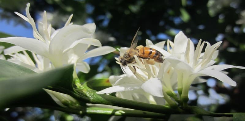 Tạp chí Du lịch Wanderlust Tips Thương nhớ mùa hoa cà phê phủ trắng núi đồi Tây Nguyên