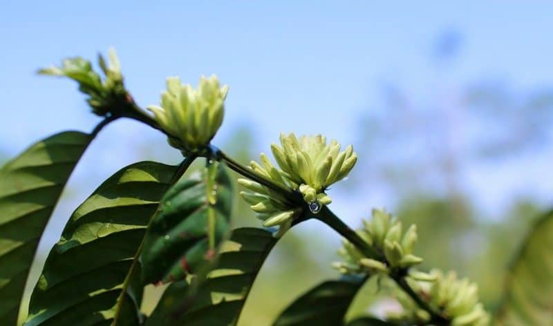 Tạp chí Du lịch Wanderlust Tips Thương nhớ mùa hoa cà phê phủ trắng núi đồi Tây Nguyên