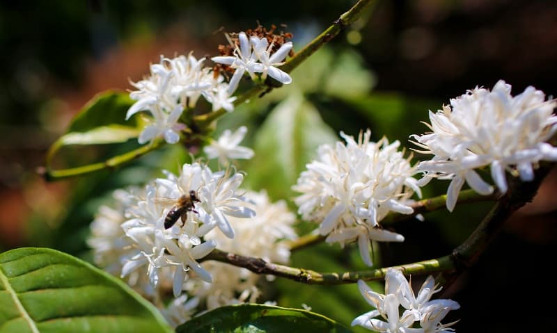 Tạp chí Du lịch Wanderlust Tips Thương nhớ mùa hoa cà phê phủ trắng núi đồi Tây Nguyên