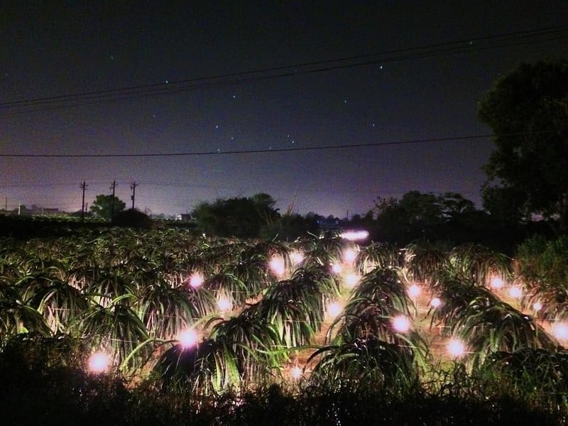 "Vương quốc thanh long" Phan Thiết đẹp ngỡ ngàng như tranh vẽ 12 Tạp chí Du lịch Wanderlust Tips | "Vương quốc thanh long" Phan Thiết đẹp ngỡ ngàng như tranh vẽ