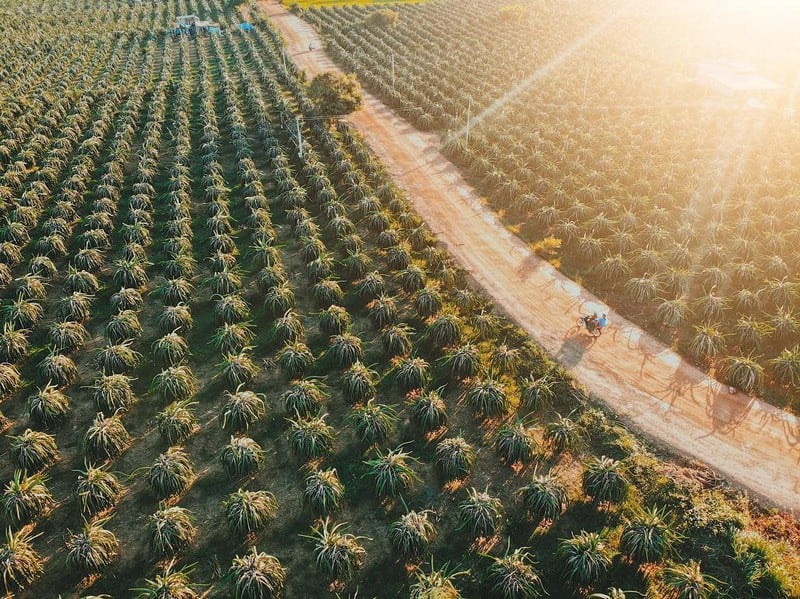 "Vương quốc thanh long" Phan Thiết đẹp ngỡ ngàng như tranh vẽ 9 Tạp chí Du lịch Wanderlust Tips | "Vương quốc thanh long" Phan Thiết đẹp ngỡ ngàng như tranh vẽ