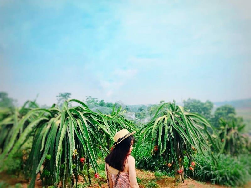 "Vương quốc thanh long" Phan Thiết đẹp ngỡ ngàng như tranh vẽ 8 Tạp chí Du lịch Wanderlust Tips | "Vương quốc thanh long" Phan Thiết đẹp ngỡ ngàng như tranh vẽ