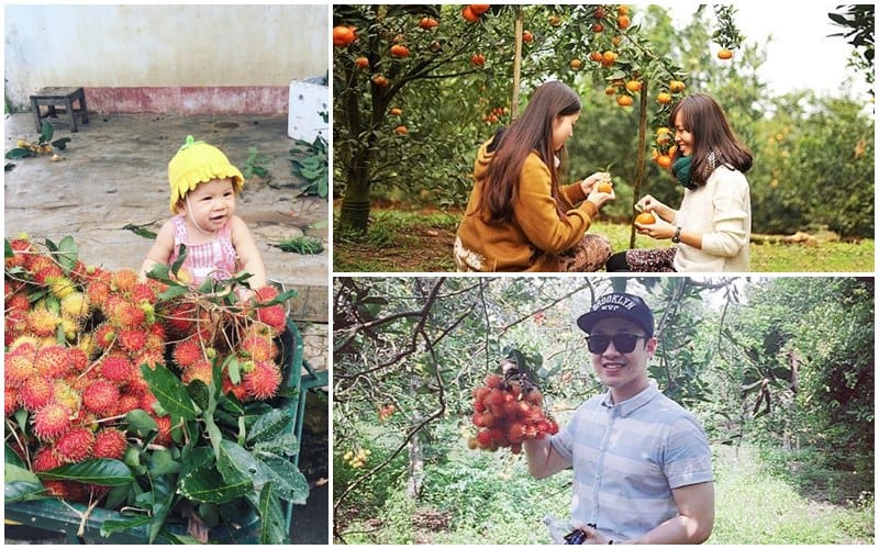 Vườn trái cây Trung An: Thánh địa cho tín đồ ăn uống 7 Tạp chí Du lịch Wanderlust Tips | Vườn trái cây Trung An: Thánh địa cho tín đồ ăn uống