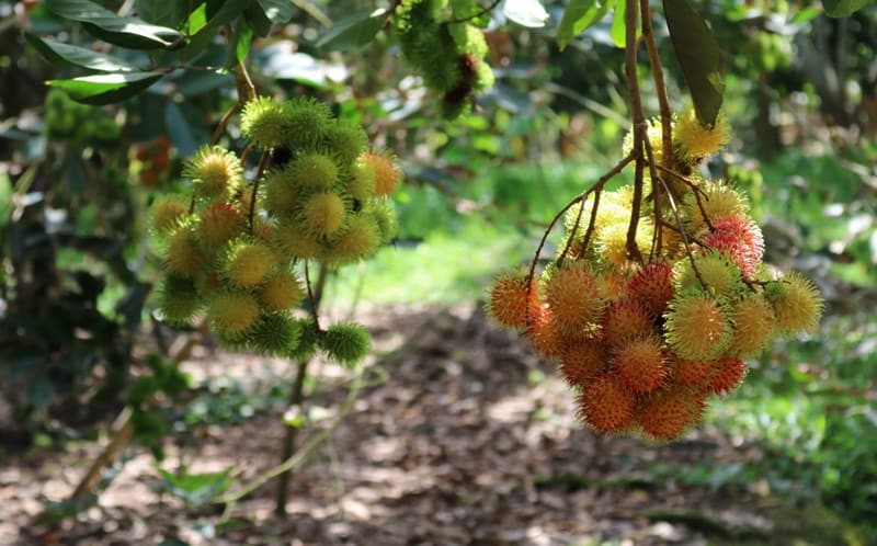 Vườn trái cây Trung An: Thánh địa cho tín đồ ăn uống 9 Tạp chí Du lịch Wanderlust Tips | Vườn trái cây Trung An: Thánh địa cho tín đồ ăn uống