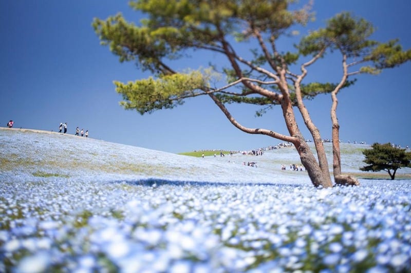 Tạp chí Du lịch Wanderlust Tips | Cánh đồng hoa Nemophila đẹp huyền diệu ở Nhật Bản 