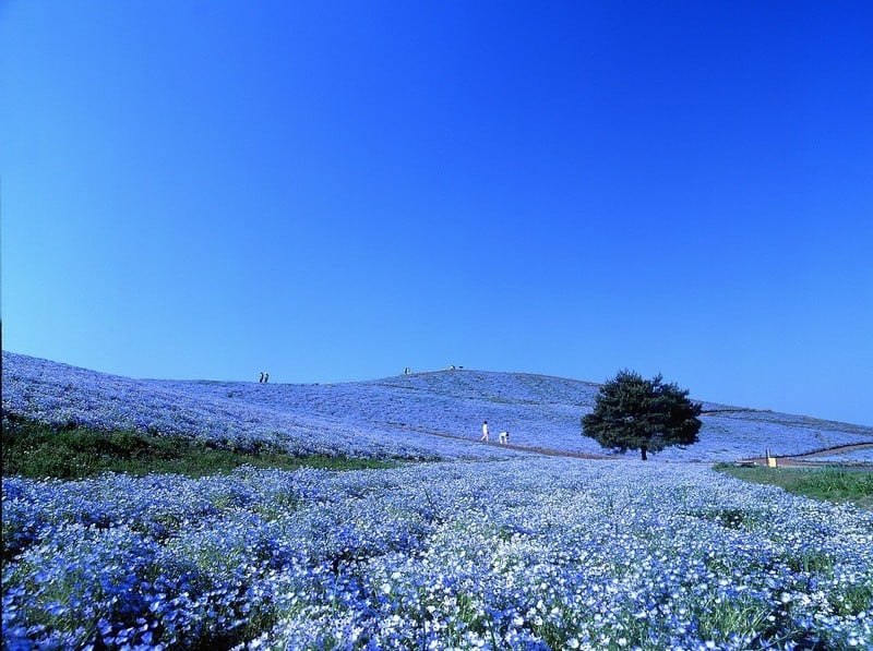 Tạp chí Du lịch Wanderlust Tips | Cánh đồng hoa Nemophila đẹp huyền diệu ở Nhật Bản 