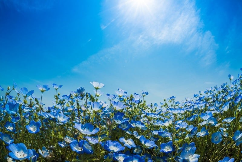 Tạp chí Du lịch Wanderlust Tips | Cánh đồng hoa Nemophila đẹp huyền diệu ở Nhật Bản 