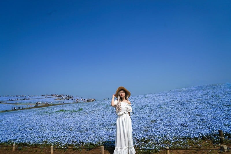 Tạp chí Du lịch Wanderlust Tips | Cánh đồng hoa Nemophila đẹp huyền diệu ở Nhật Bản 