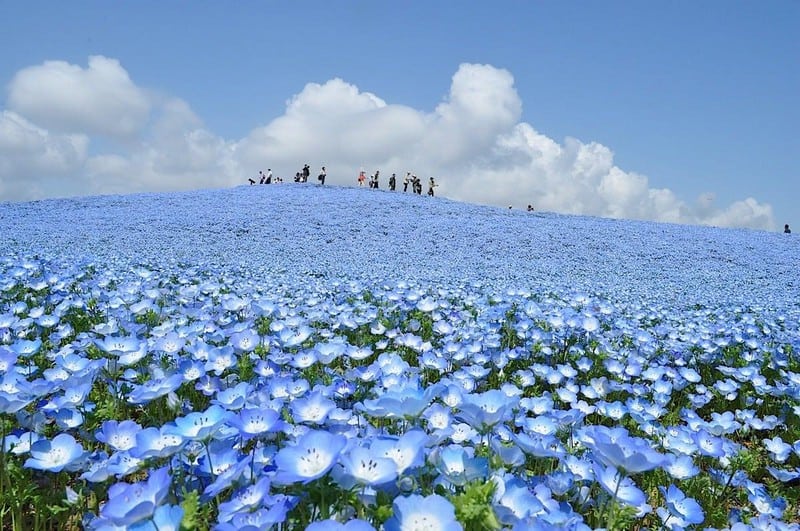 Tạp chí Du lịch Wanderlust Tips | Cánh đồng hoa Nemophila đẹp huyền diệu ở Nhật Bản 