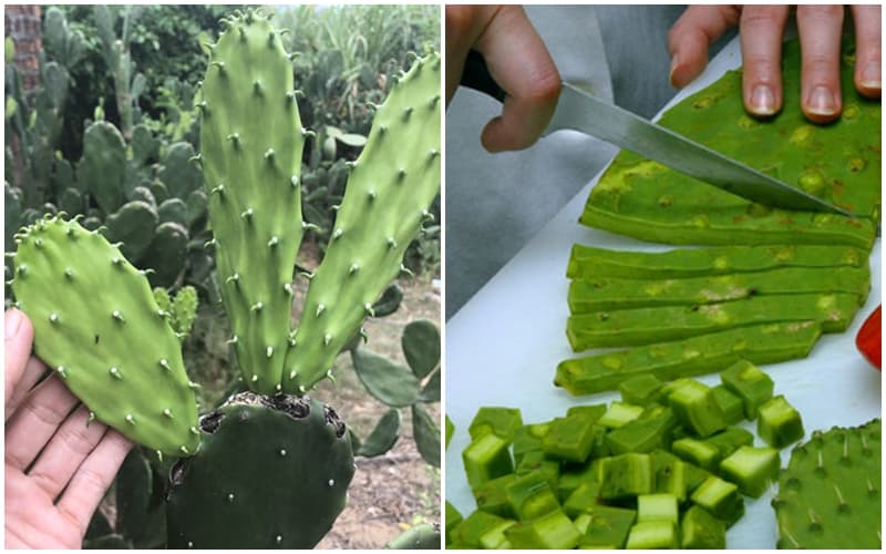 Tạp chí Du lịch Wanderlust Tips | Canh xương rồng: Món ngon lạ kỳ ở Bình Định nắng gió