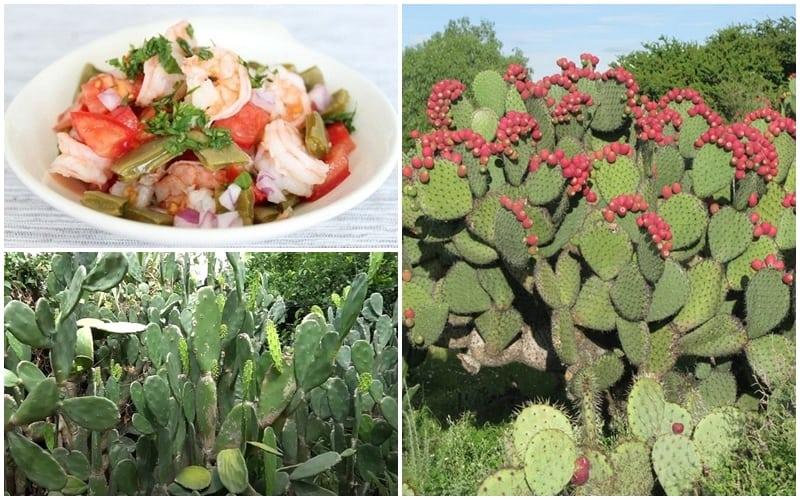 Tạp chí Du lịch Wanderlust Tips | Canh xương rồng: Món ngon lạ kỳ ở Bình Định nắng gió