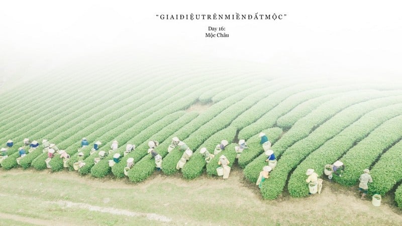 Giai điệu trên miền đất Mộc... 10 Tạp chí Du lịch Wanderlust Tips | Giai điệu trên miền đất Mộc Châu