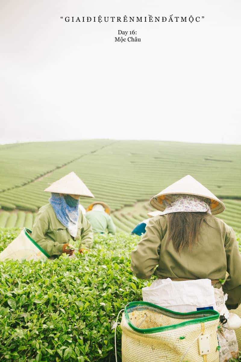 Giai điệu trên miền đất Mộc... 9 Tạp chí Du lịch Wanderlust Tips | Giai điệu trên miền đất Mộc Châu