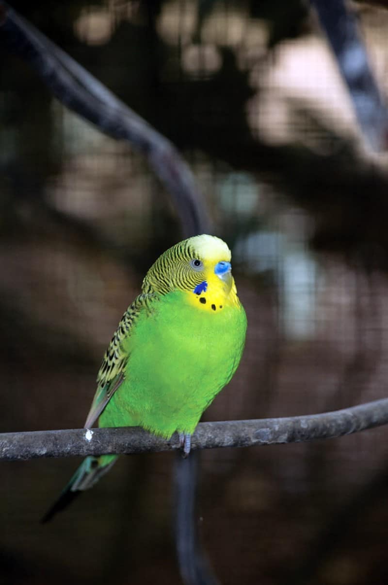 Tận hưởng mùa hè thiên đường khi du lịch Barbados 19 Tạp chí Du lịch Wanderlust Tips Tận hưởng mùa hè thiên đường khi du lịch Barbados