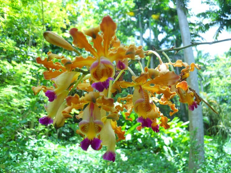 Tận hưởng mùa hè thiên đường khi du lịch Barbados 21 Tạp chí Du lịch Wanderlust Tips Tận hưởng mùa hè thiên đường khi du lịch Barbados