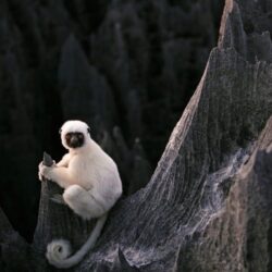 Tạp chí Du lịch Wanderlust Tips | Lạc vào vùng đất nguy hiểm nhất hành tinh tại Madagascar