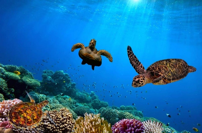 Tận hưởng mùa hè thiên đường khi du lịch Barbados 14 Tạp chí Du lịch Wanderlust Tips Tận hưởng mùa hè thiên đường khi du lịch Barbados