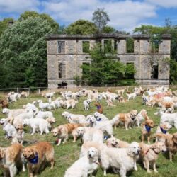 Tạp chí Du lịch Wanderlust Tips Những chú chó đáng yêu tại Lễ hội chó săn Golden Retriever, Scotland