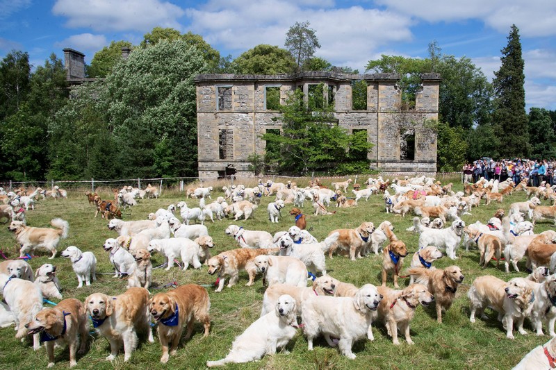 Wanderlust Tips Golden Retriever Festival In Scotland 08
