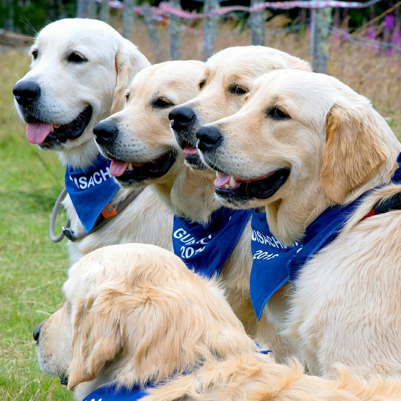 Tạp chí Du lịch Wanderlust Tips Những chú chó đáng yêu tại Lễ hội chó săn Golden Retriever, Scotland