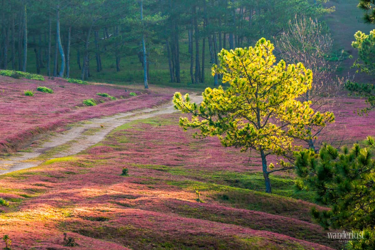 Tạp chí Du lịch Wanderlust Tips Bên Đà Lạt và bên người ta thương - điểm đến
