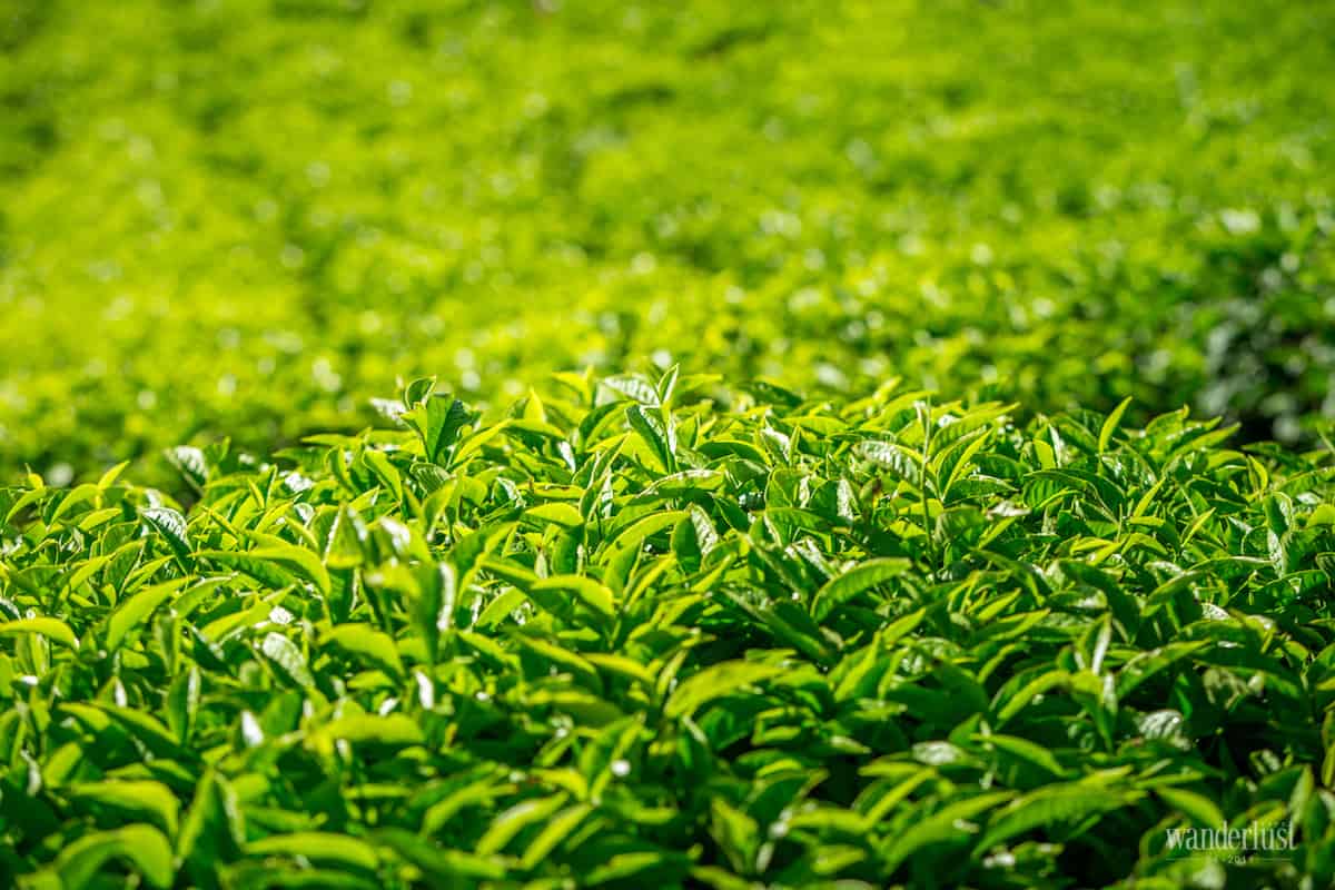 Tạp chí Du lịch Wanderlust Tips Bên Đà Lạt và bên người ta thương - điểm đến