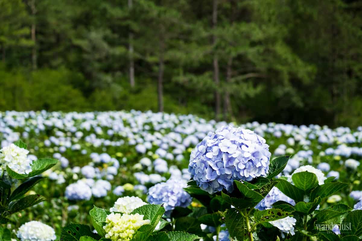 Tạp chí Du lịch Wanderlust Tips Bên Đà Lạt và bên người ta thương - điểm đến