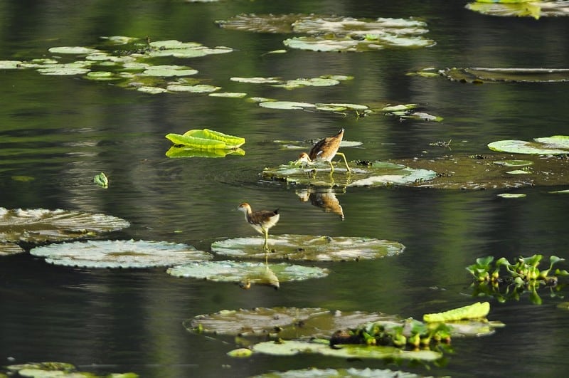 Tạp chí Du lịch Wanderlust Tips Đầm ngập nước Vân Long trở thành khu Ramsar thứ 9 của Việt Nam