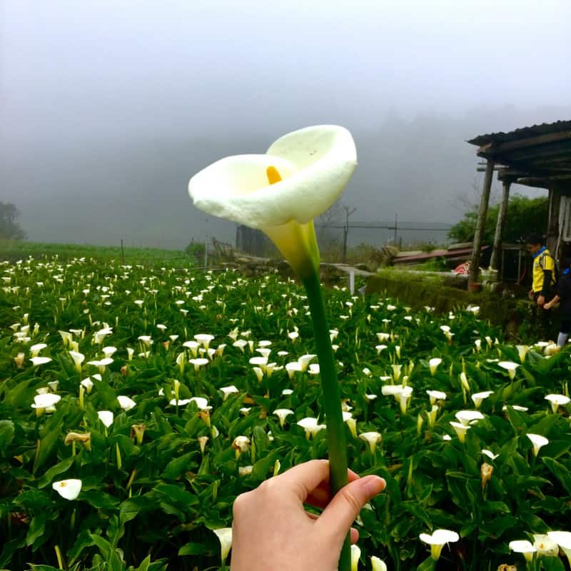 Tạp chí Du lịch Wanderlust Tips Kinh nghiệm khám phá công viên Dương Minh Sơn, Đài Bắc