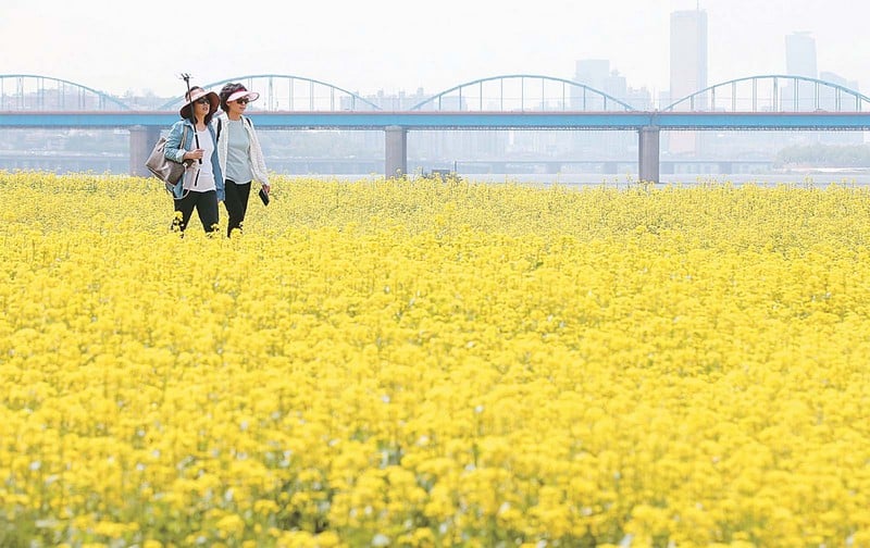 Tạp chí Du lịch Wanderlust Tips | Mùa hoa cải Hàn Quốc đẹp ngỡ ngàng như chốn thiên đường