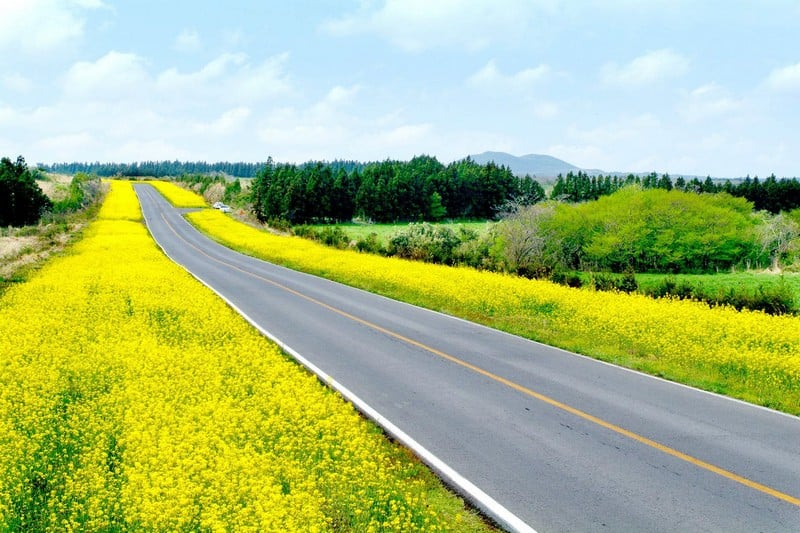 Tạp chí Du lịch Wanderlust Tips | Mùa hoa cải Hàn Quốc đẹp ngỡ ngàng như chốn thiên đường