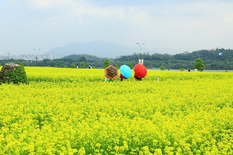 Tạp chí Du lịch Wanderlust Tips | Mùa hoa cải Hàn Quốc đẹp ngỡ ngàng như chốn thiên đường