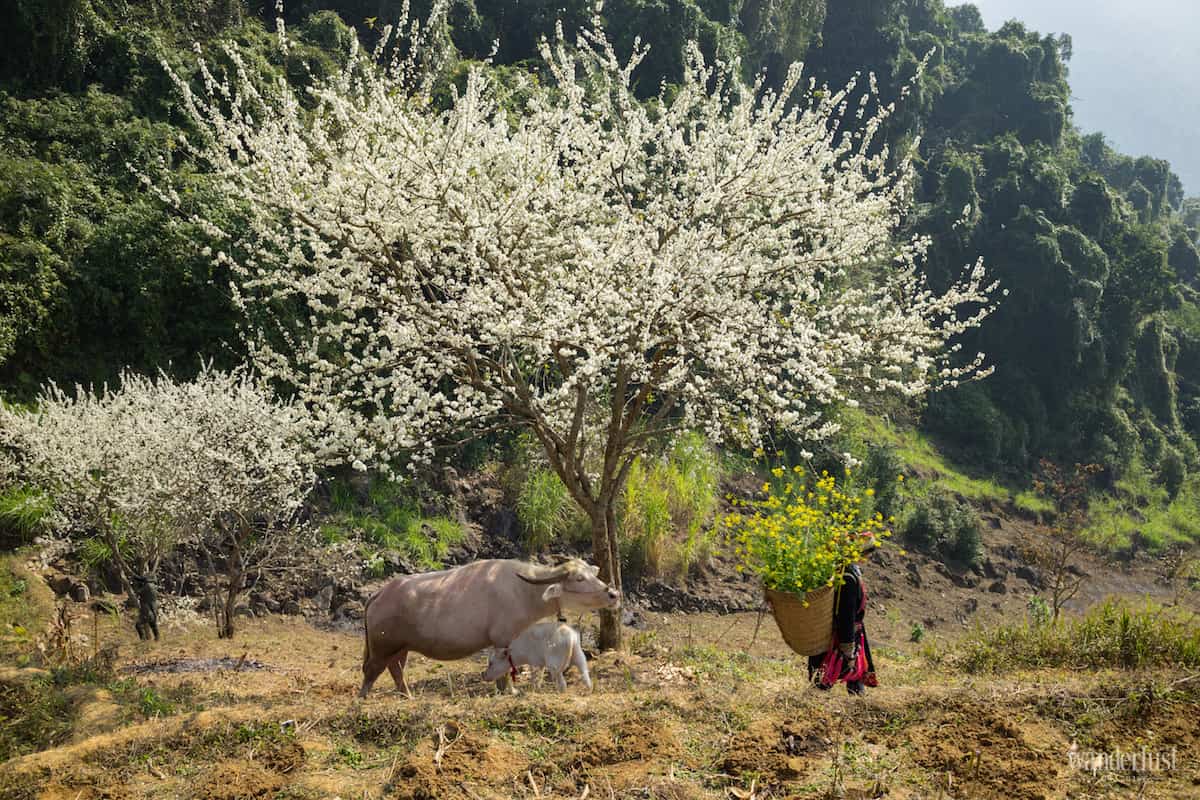 Tạp chí Du lịch Wanderlust Tips Việt Nam trong tôi và những thước phim