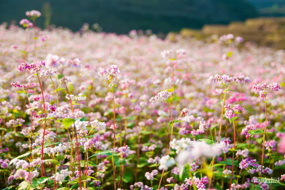 Tạp chí Du lịch Wanderlust Tips Việt Nam trong tôi và những thước phim