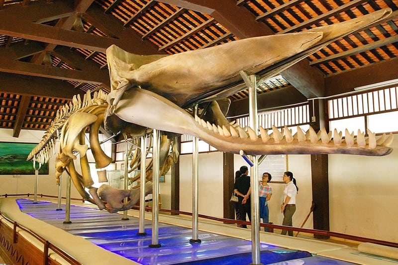 Kinh nghiệm du lịch khám phá đảo Phú Quý 16 Tạp chí Du lịch Wanderlust Tips | Kinh nghiệm khám phá đảo Phú Quý: Hòn đảo hoang sơ và thơ mộng