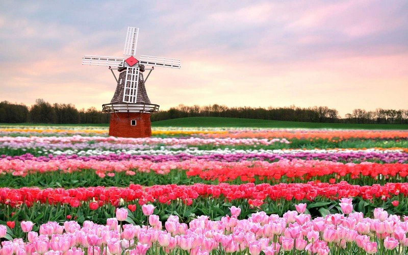 Tạp chí Du lịch Wanderlust Tips | Khám phá những lễ hội tràn ngập sắc màu ở Hà Lan