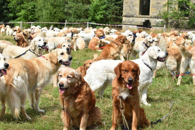 Tạp chí Du lịch Wanderlust Tips Những chú chó đáng yêu tại Lễ hội chó săn Golden Retriever, Scotland