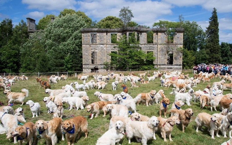 Tạp chí Du lịch Wanderlust Tips Những chú chó đáng yêu tại Lễ hội chó săn Golden Retriever, Scotland