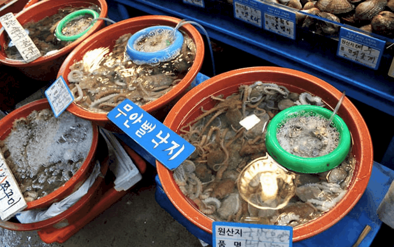 Bạch tuộc sống: Món ăn kinh dị đặc trưng tại Hàn Quốc Bạch tuộc sống: Món ăn kinh dị đặc trưng tại Hàn Quốc