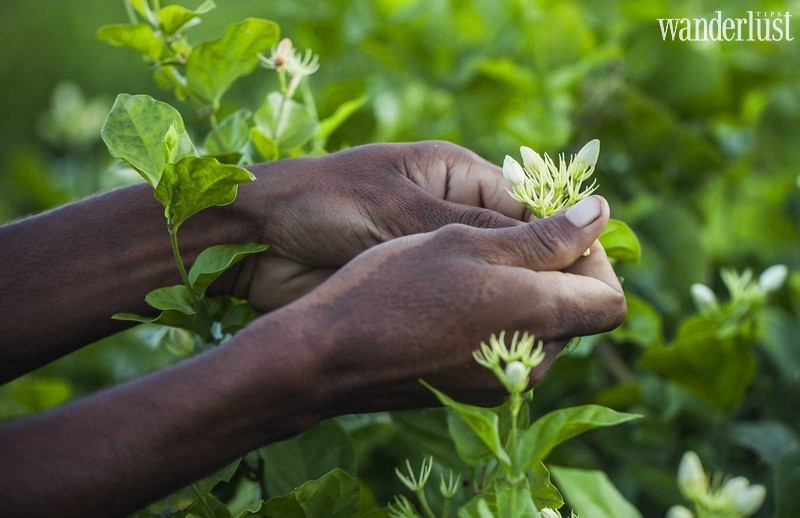 Tạp chí Du lịch Wanderlust Tips Du lịch Comoros: Khám phá vùng đất hoang sơ quyến rũ