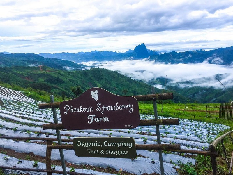 Wanderlust Tips ghe tham trang trai dau tay xinh dep o phoukhoun lao 02