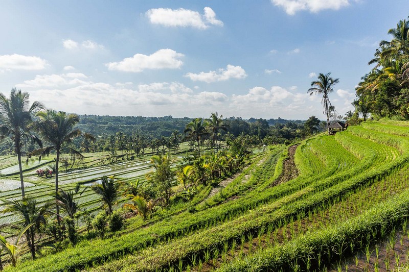 Tạp chí Du lịch Wanderlust Tips Kinh nghiệm khám phá ruộng bậc thang Jatiluwih, Bali