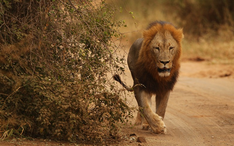 Tạp chó Du lịch Wanderlust Tips | 14 con sư tử xổng chuồng tại công viên Kruger