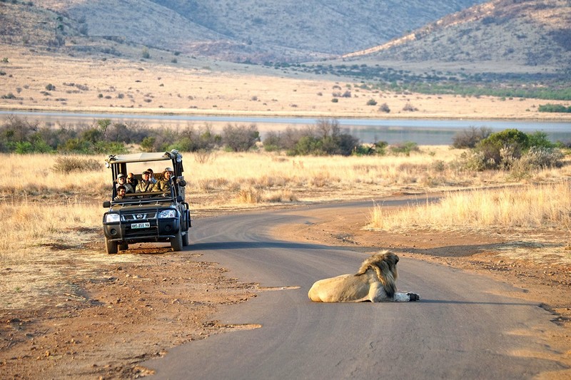 Tạp chó Du lịch Wanderlust Tips | 14 con sư tử xổng chuồng tại công viên Kruger